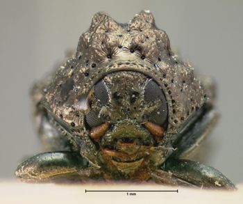 Media type: image; Entomology 9358   Aspect: head frontal view
